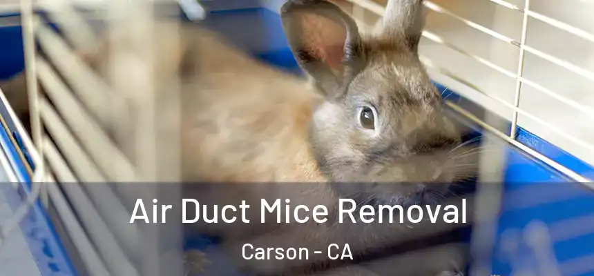  Air Duct Mice Removal Carson - CA